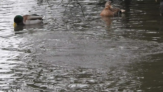 Tufted Duck - ML615813737