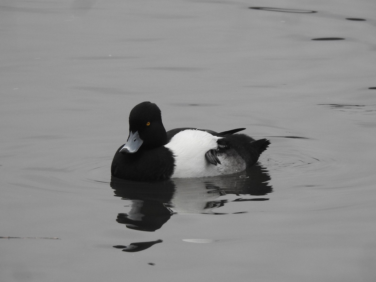 Tufted Duck - ML615813742
