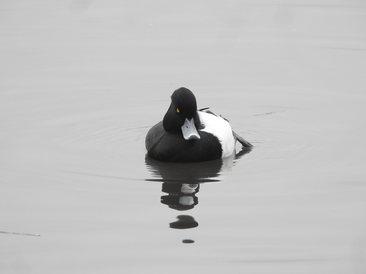 Tufted Duck - ML615813743