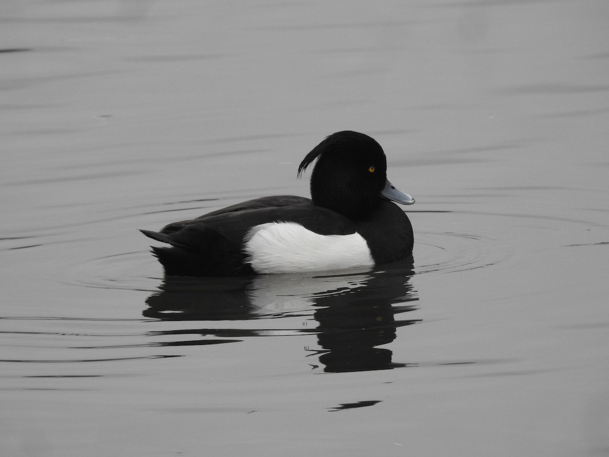 Tufted Duck - ML615813747