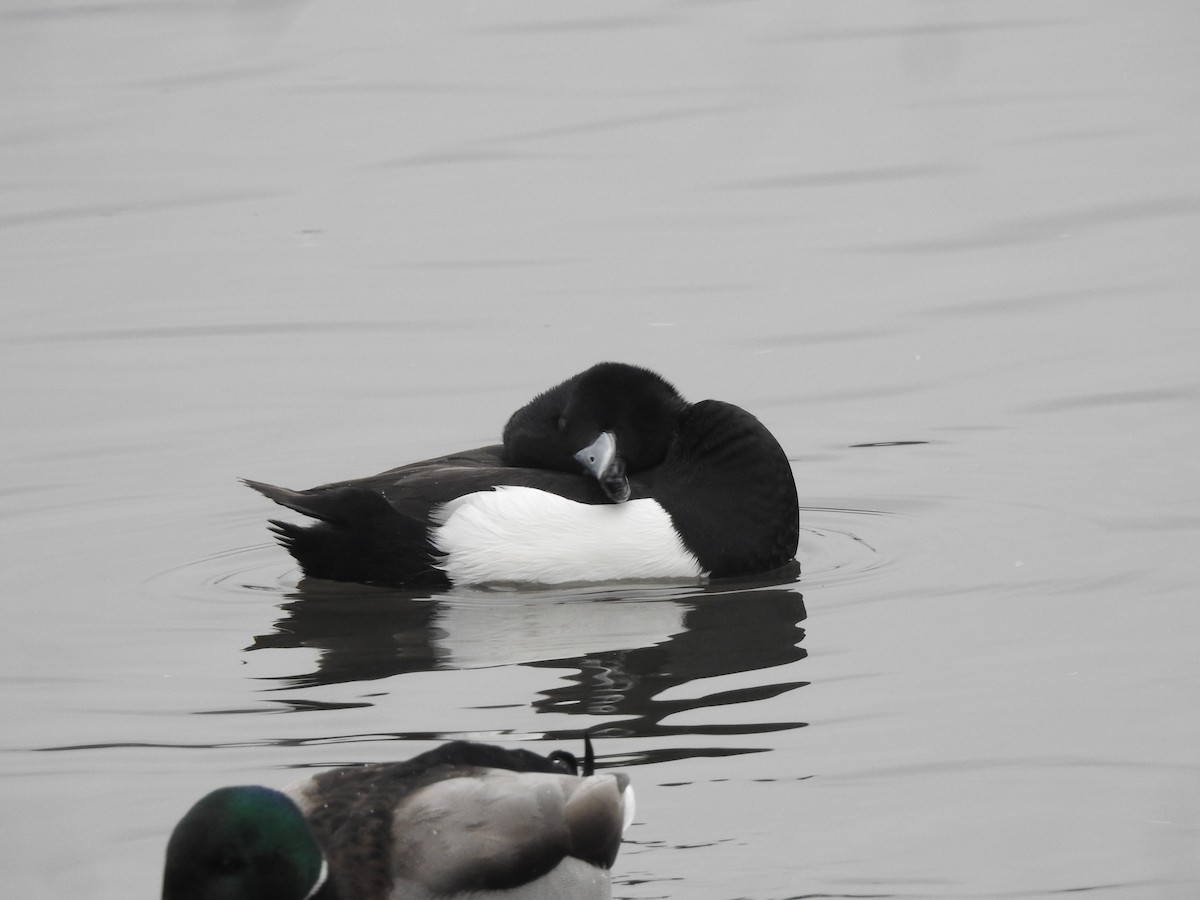 Tufted Duck - ML615813748