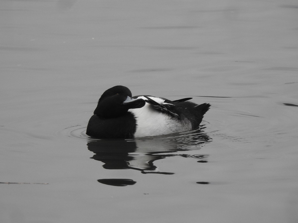 Tufted Duck - ML615813750