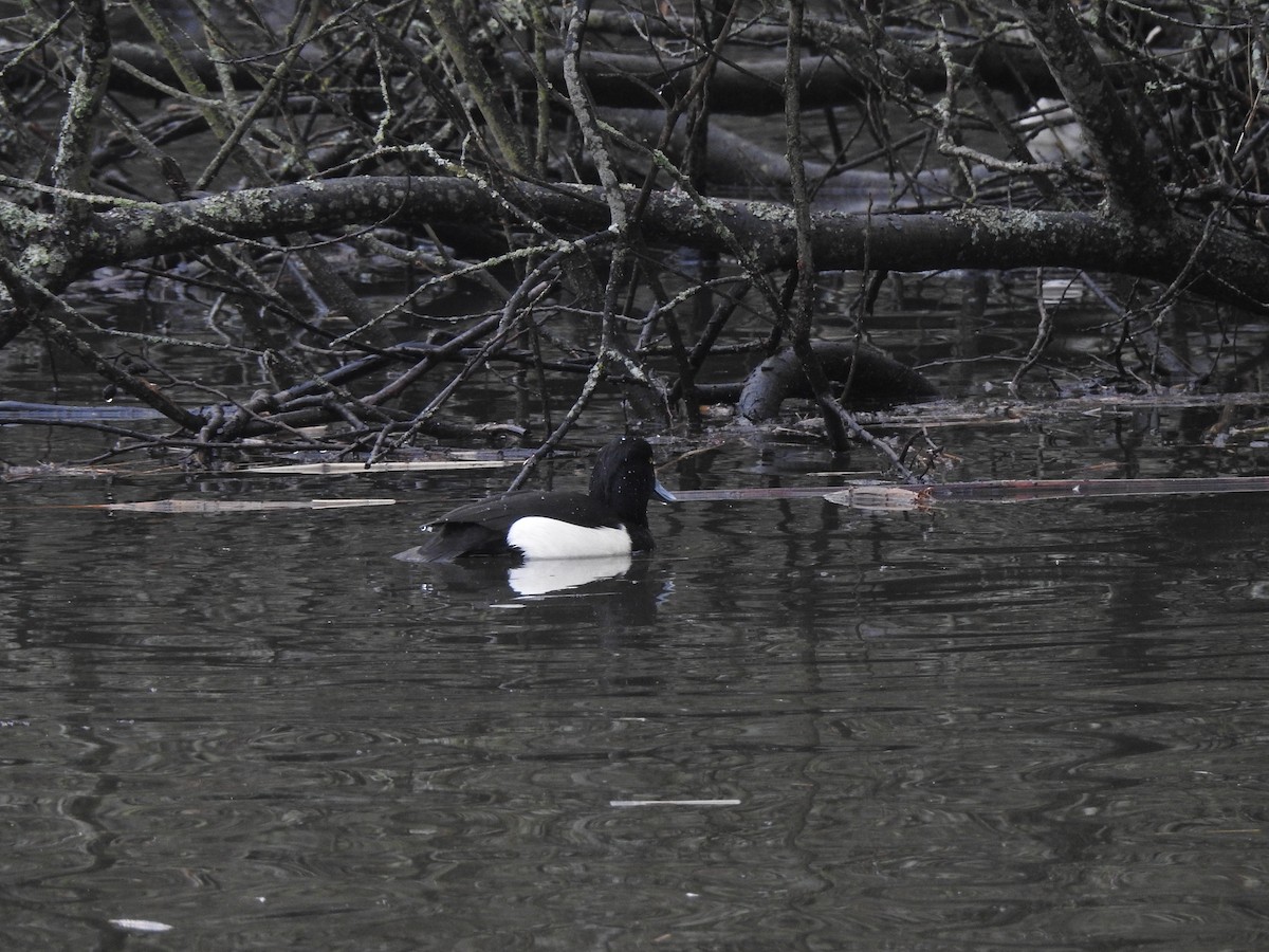 Tufted Duck - ML615813751
