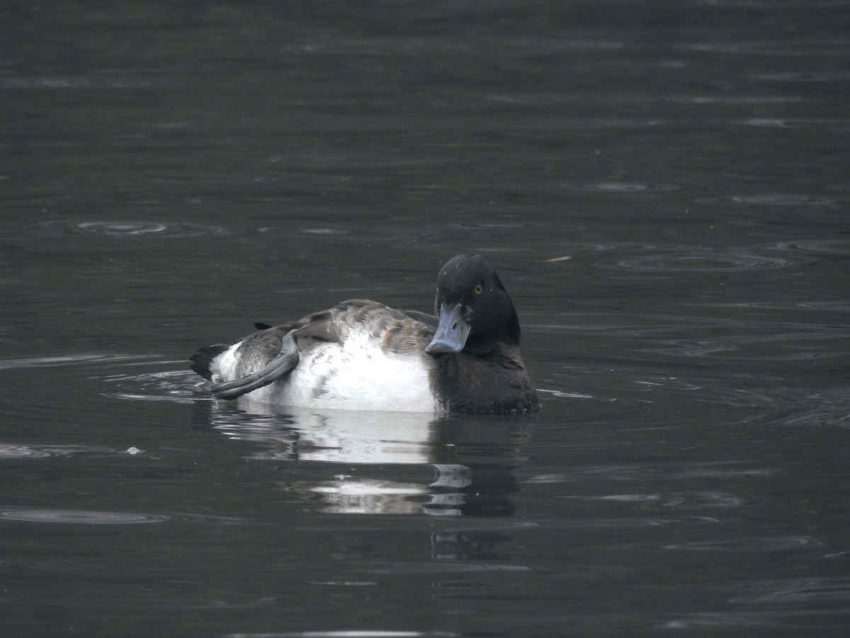 Tufted Duck - ML615813753