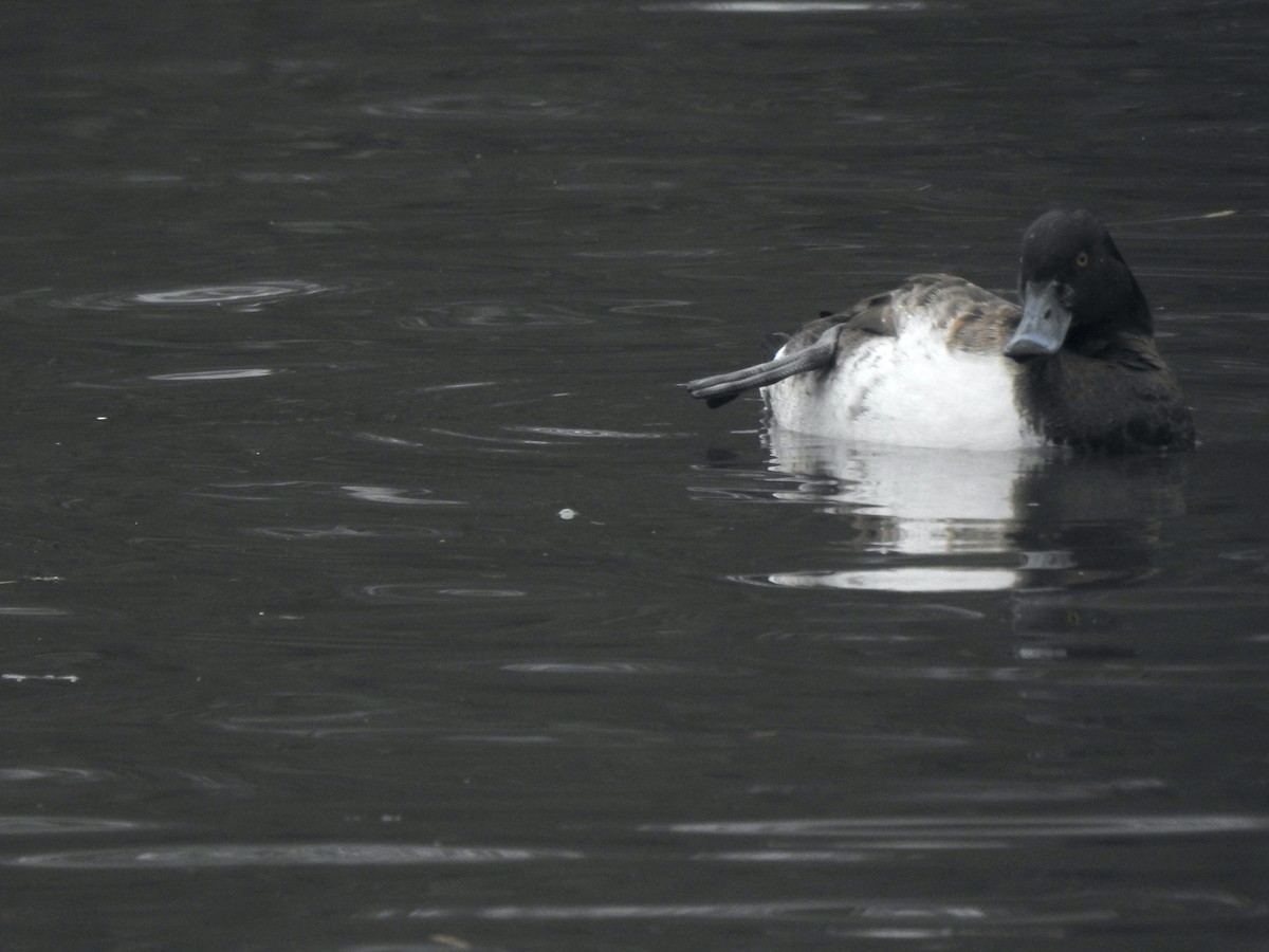 Tufted Duck - ML615813754