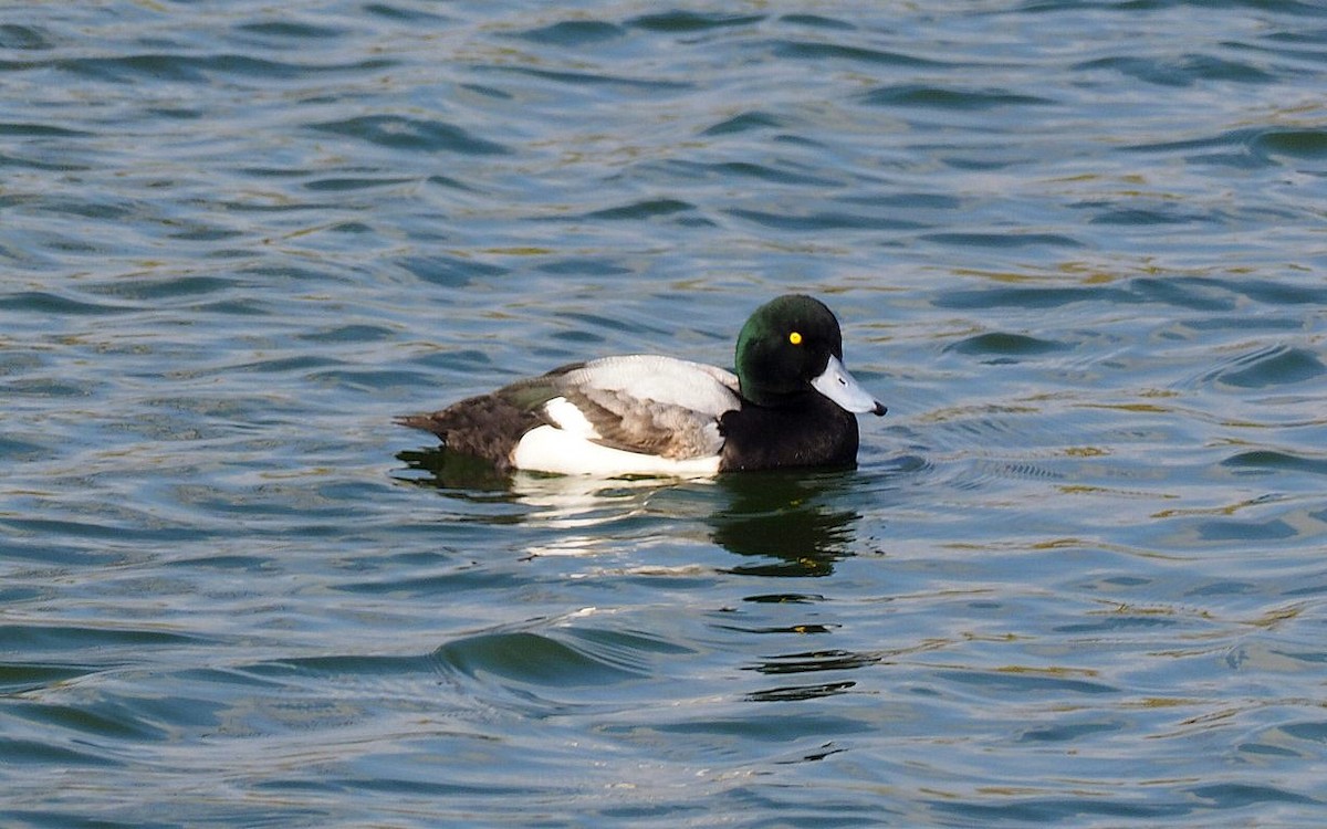 Greater Scaup - ML615813783