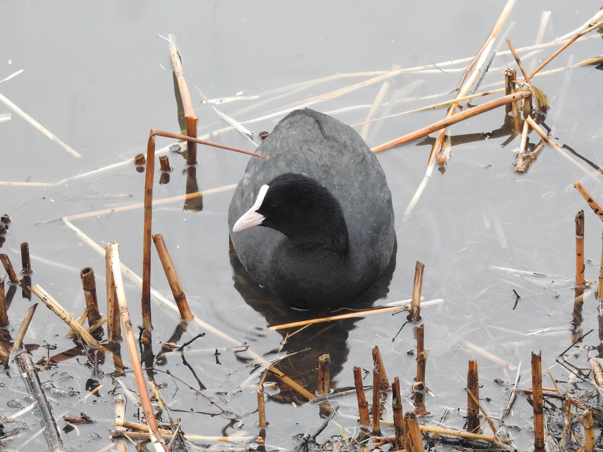 Eurasian Coot - Francis D'Souza