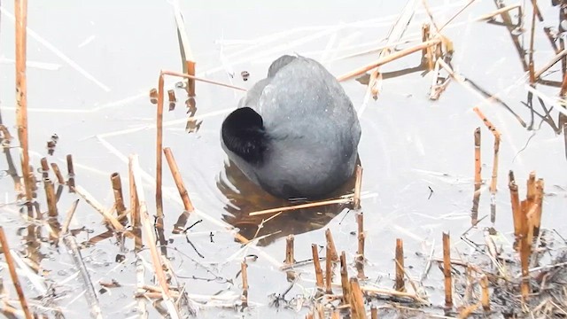 Eurasian Coot - ML615813789