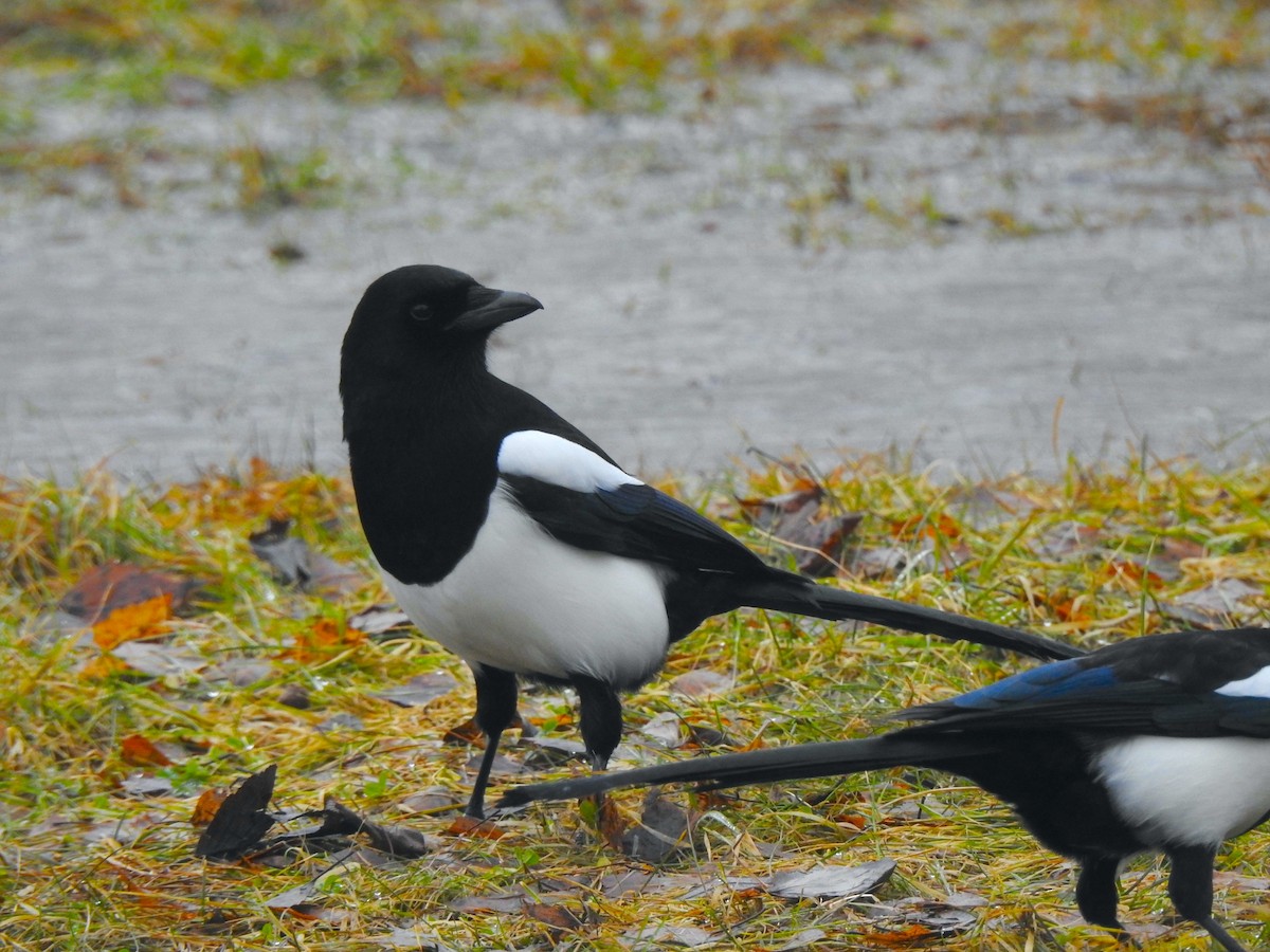 Eurasian Magpie - ML615813802