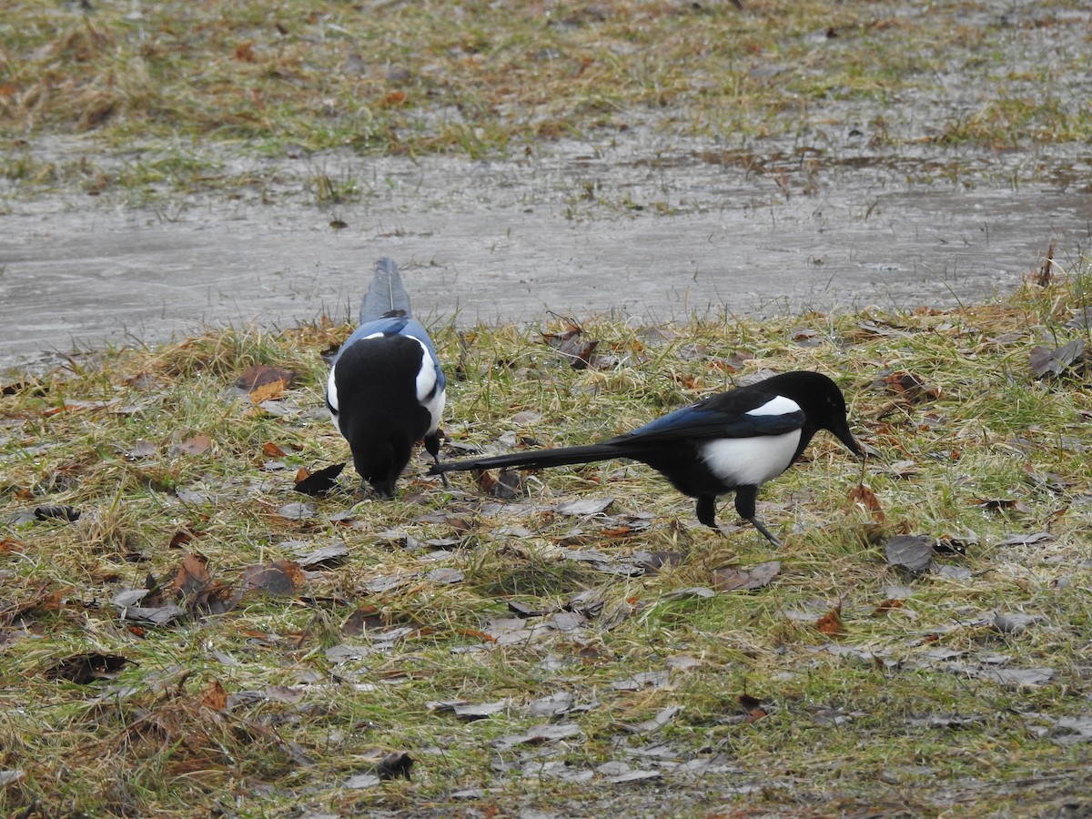 Eurasian Magpie - ML615813804