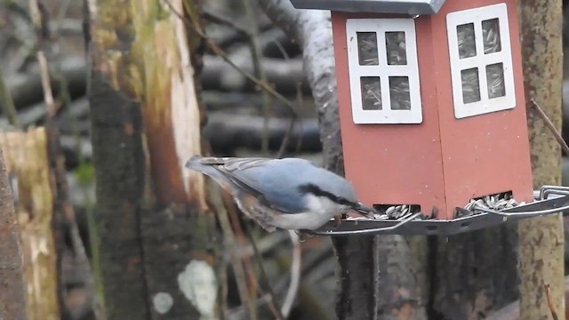 Eurasian Nuthatch - ML615813820