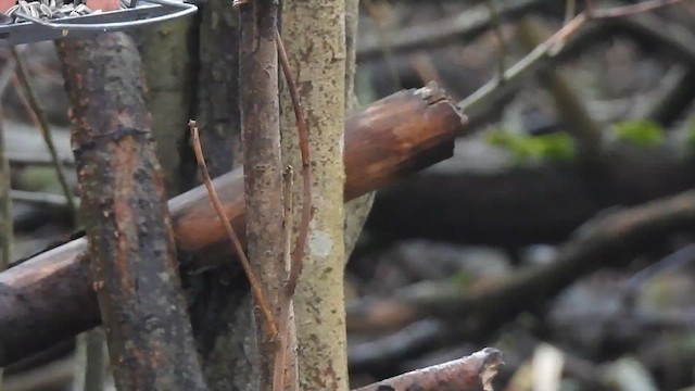 Eurasian Nuthatch - ML615813824