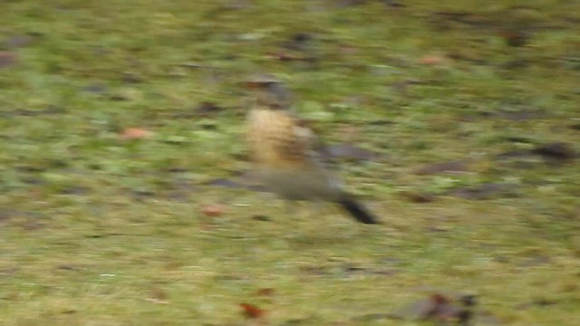 Fieldfare - ML615813858