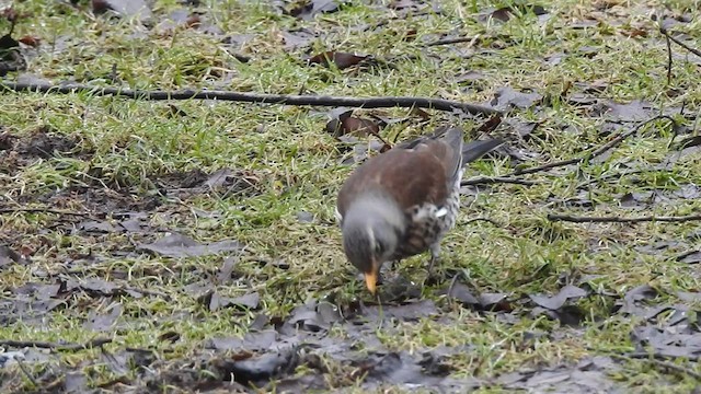 Fieldfare - ML615813859