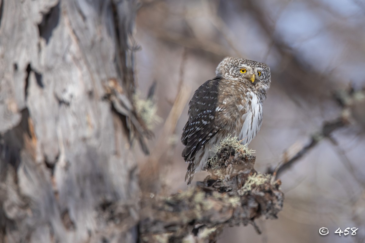 Eurasian Pygmy-Owl - ML615813866