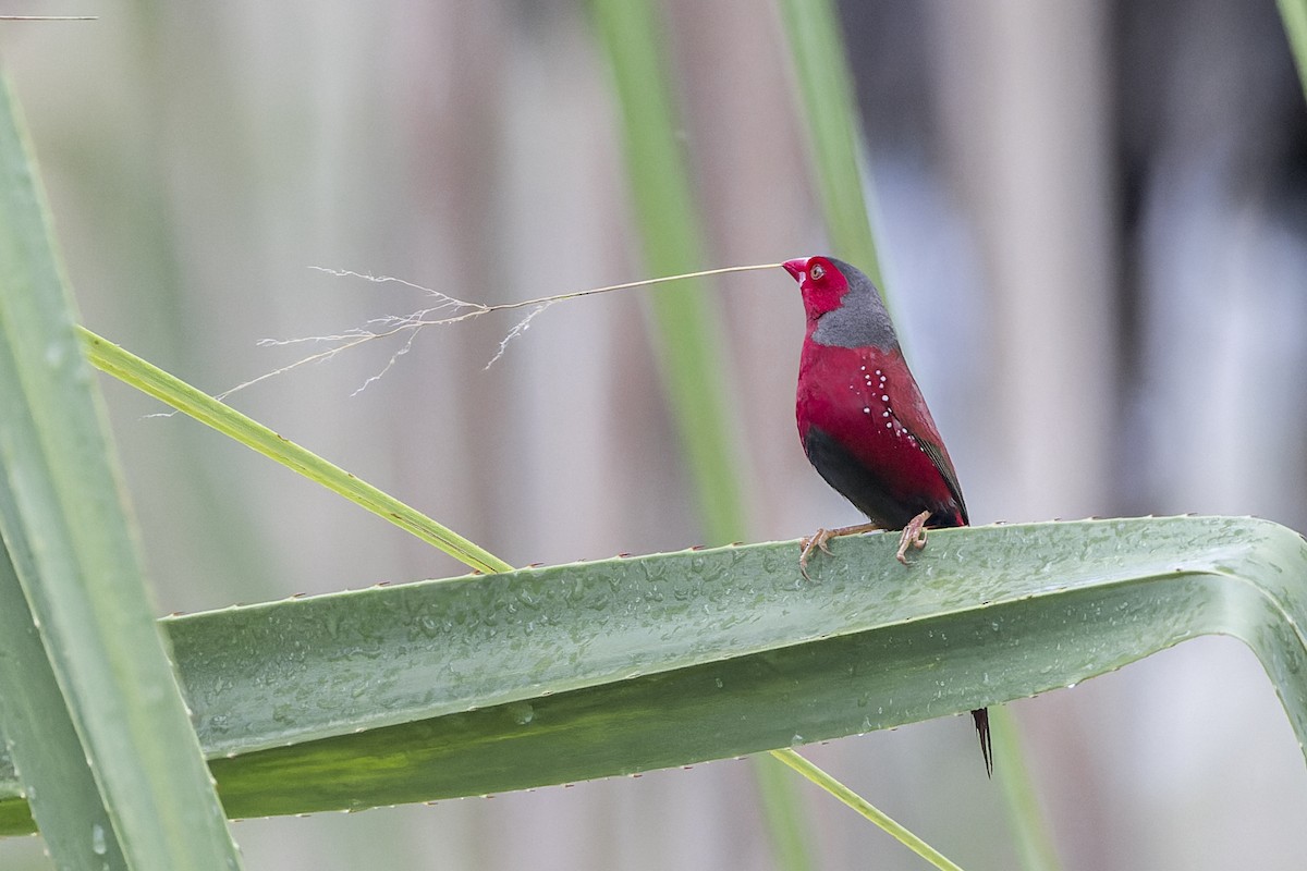 Crimson Finch (Black-bellied) - ML615813910