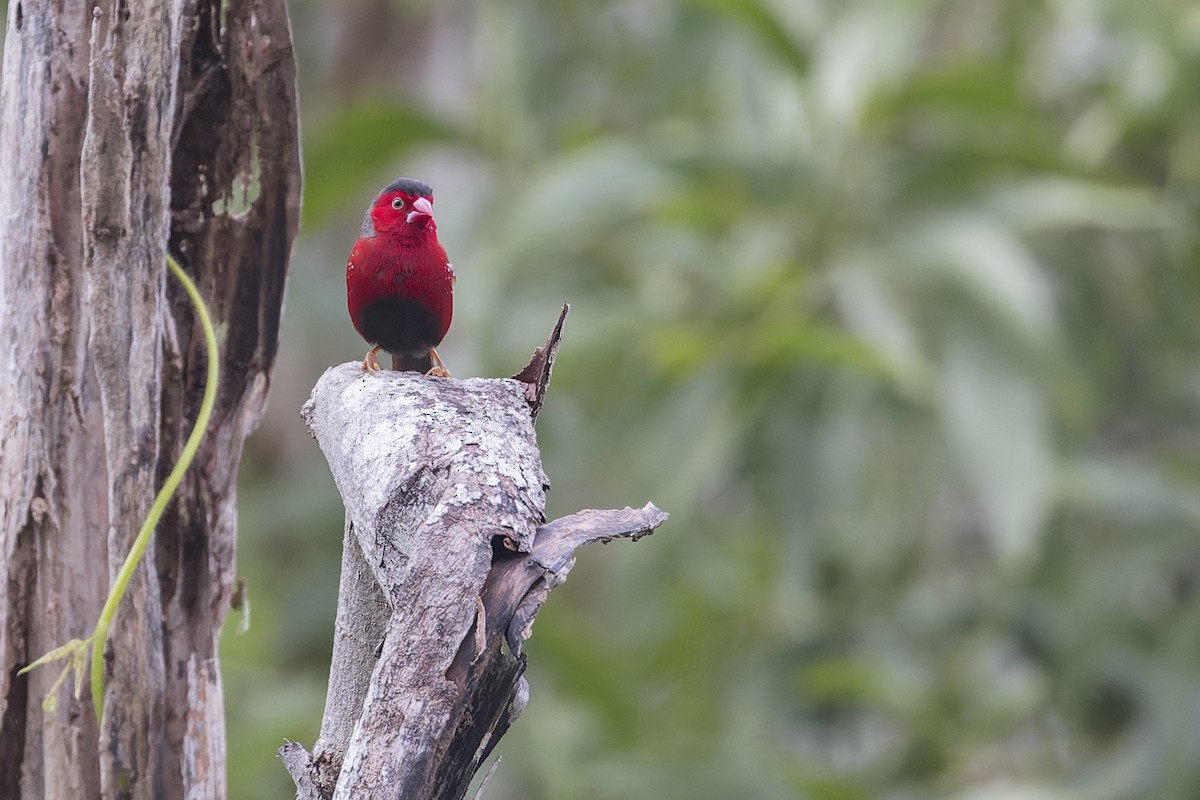 Crimson Finch (Black-bellied) - ML615813911