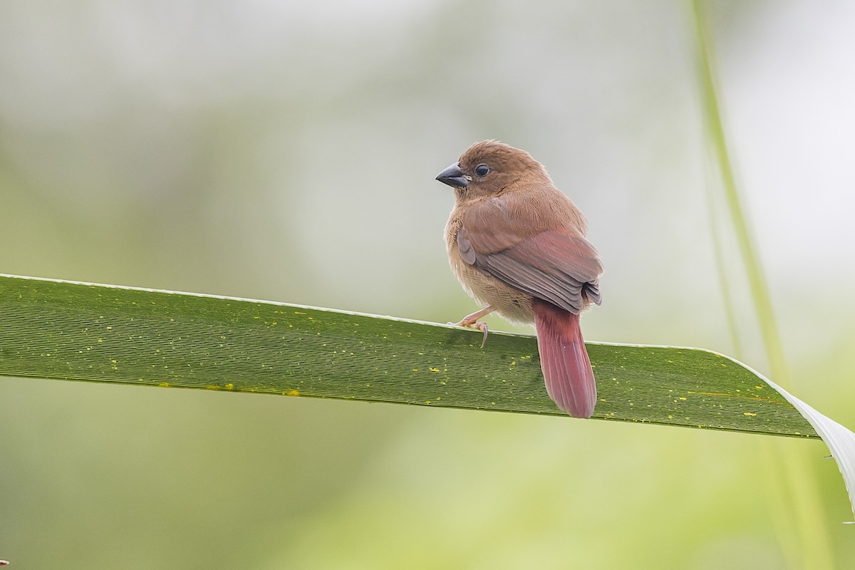 Crimson Finch (Black-bellied) - ML615813912