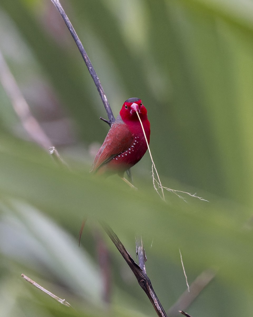 Crimson Finch (Black-bellied) - ML615813913