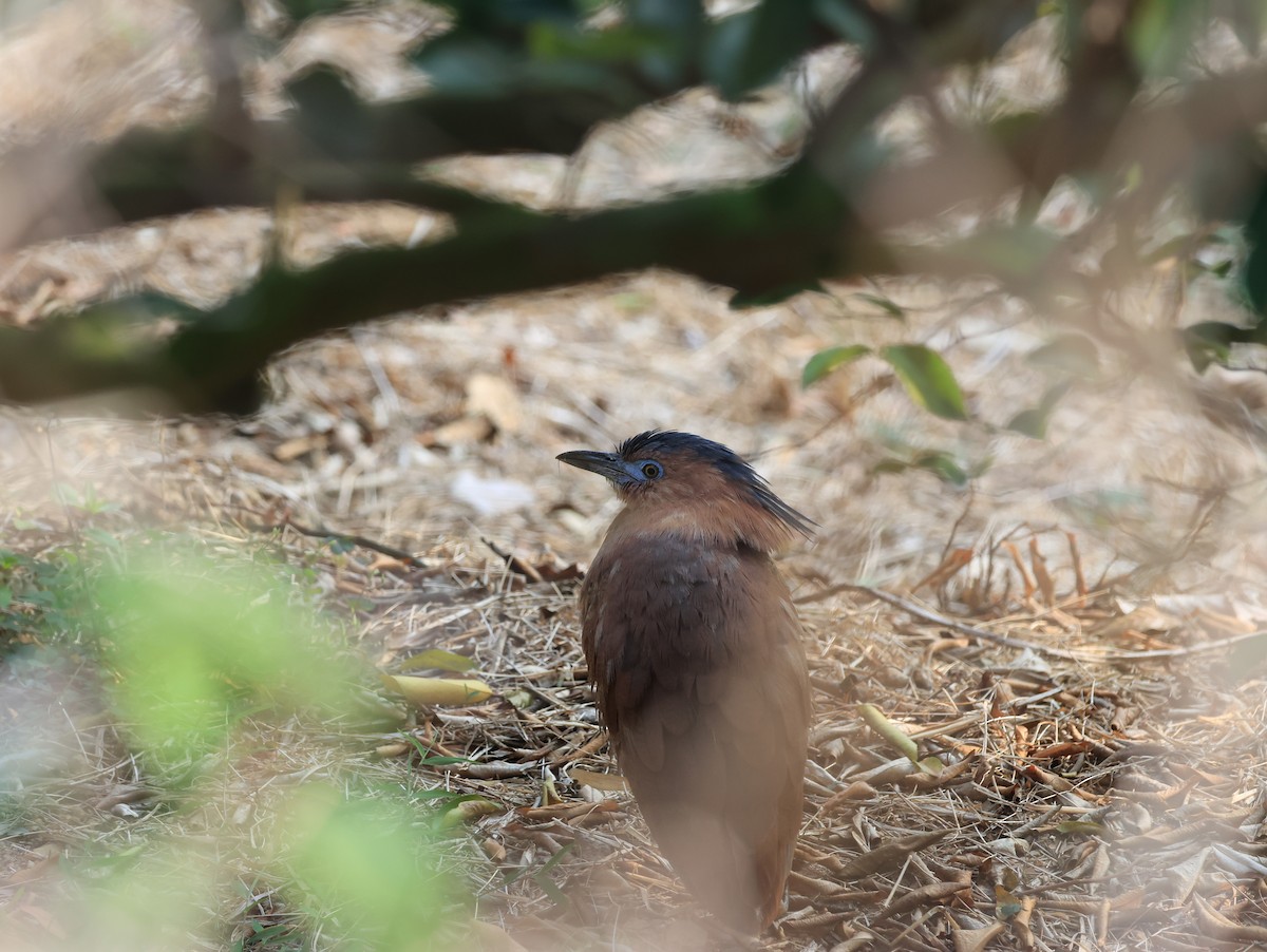 Malayan Night Heron - ML615813934