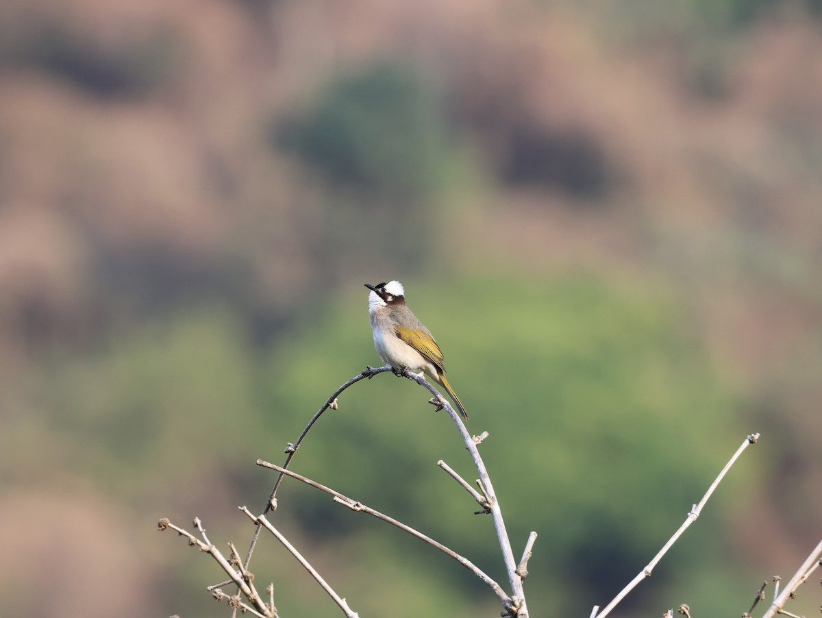 Light-vented Bulbul - ML615813936