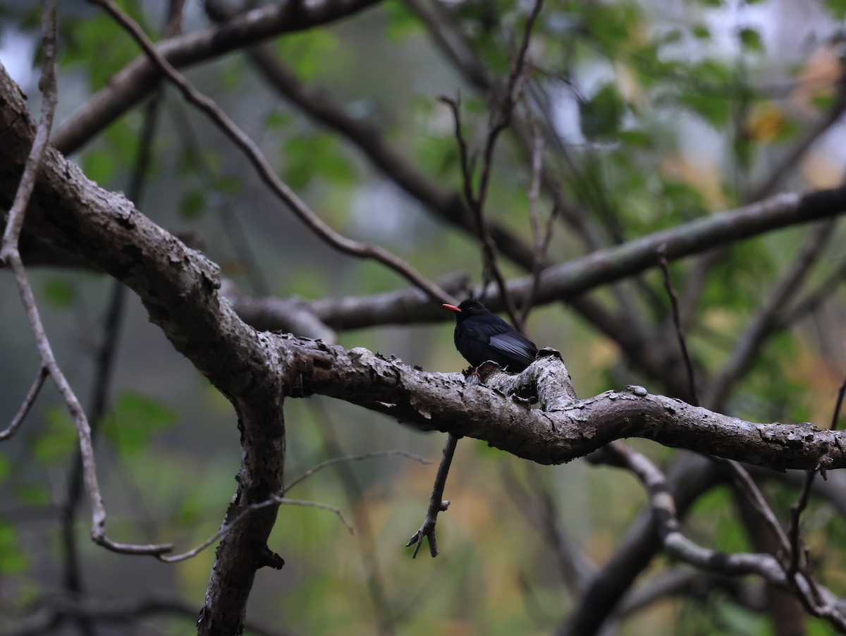 Black Bulbul - Tzu-Hsuan Lin