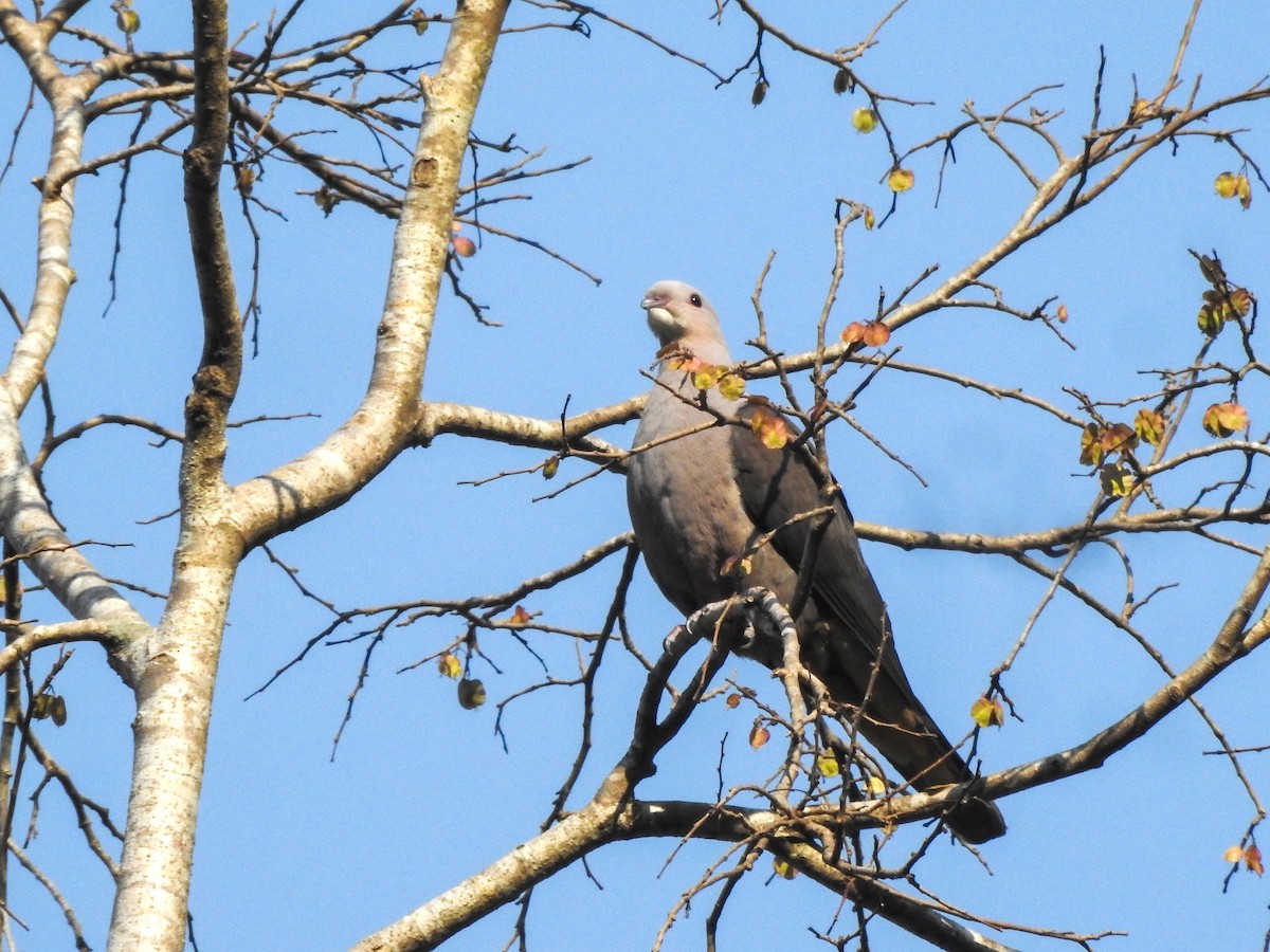 Malabar Imperial-Pigeon - Rounak Patra