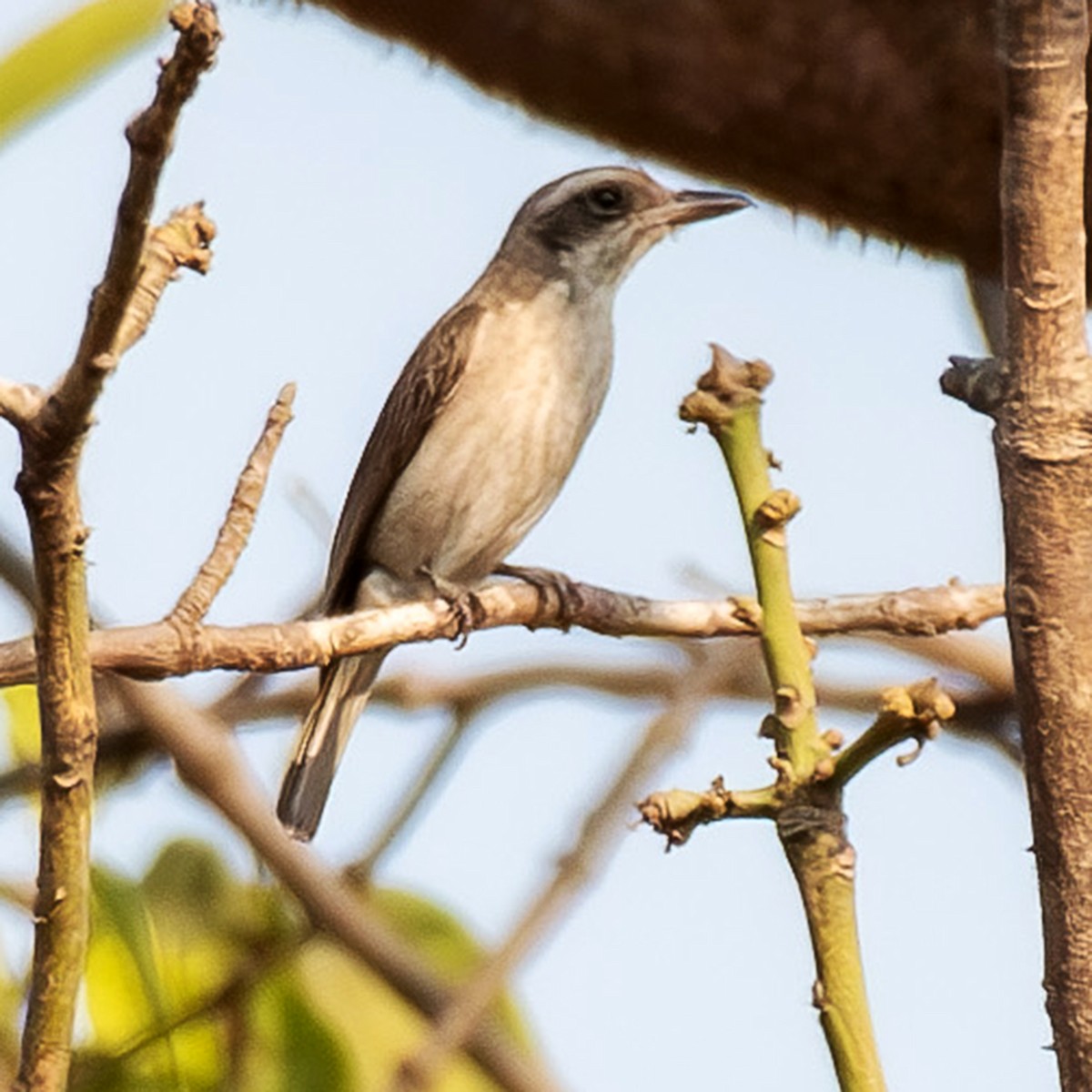 Common Woodshrike - ML615814022