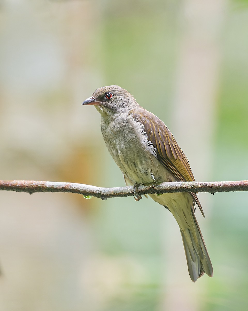 Malaysian Honeyguide - ML615814036