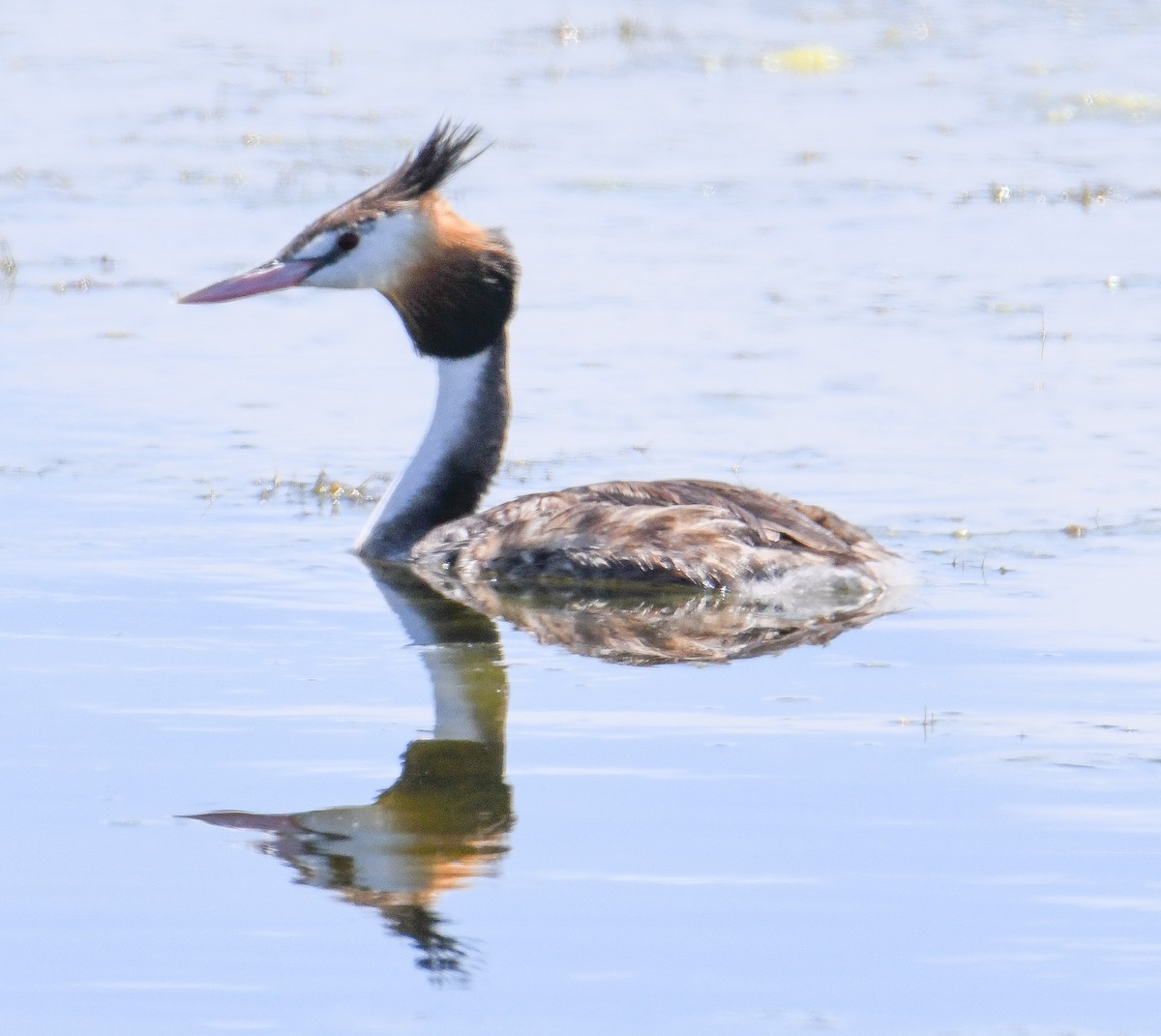 Great Crested Grebe - ML615814042