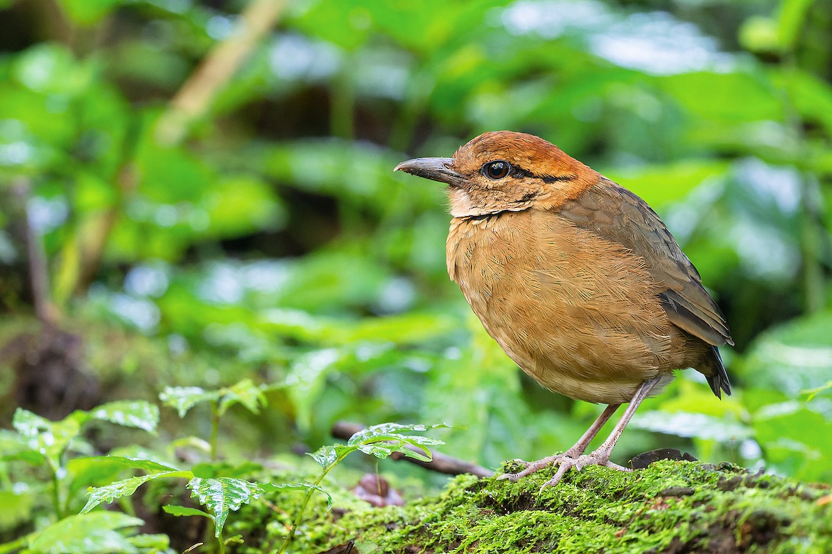 Schneider's Pitta - Boas Emmanuel