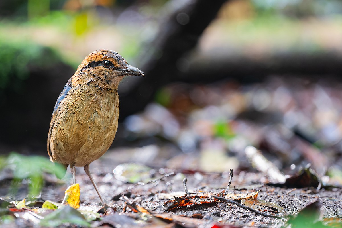 sumatrapitta - ML615814058