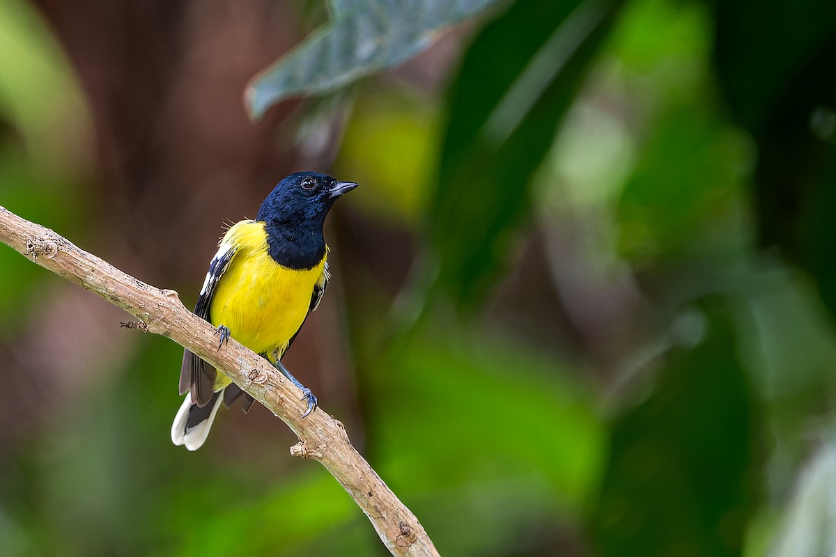 Palawan Tit - ML615814076