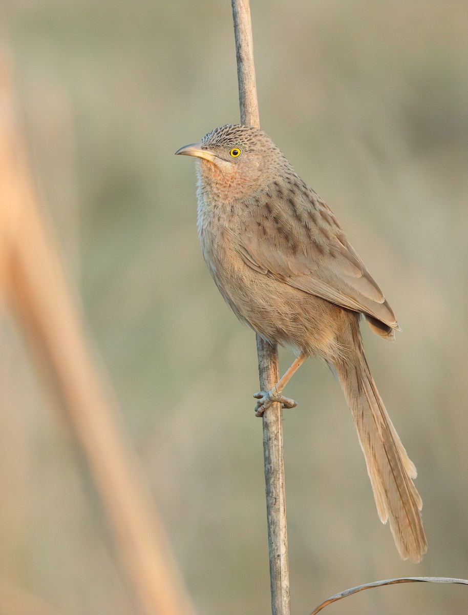 Striated Babbler - ML615814088