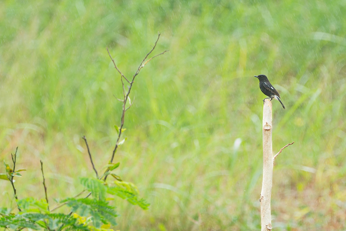 Pied Bushchat - Boas Emmanuel