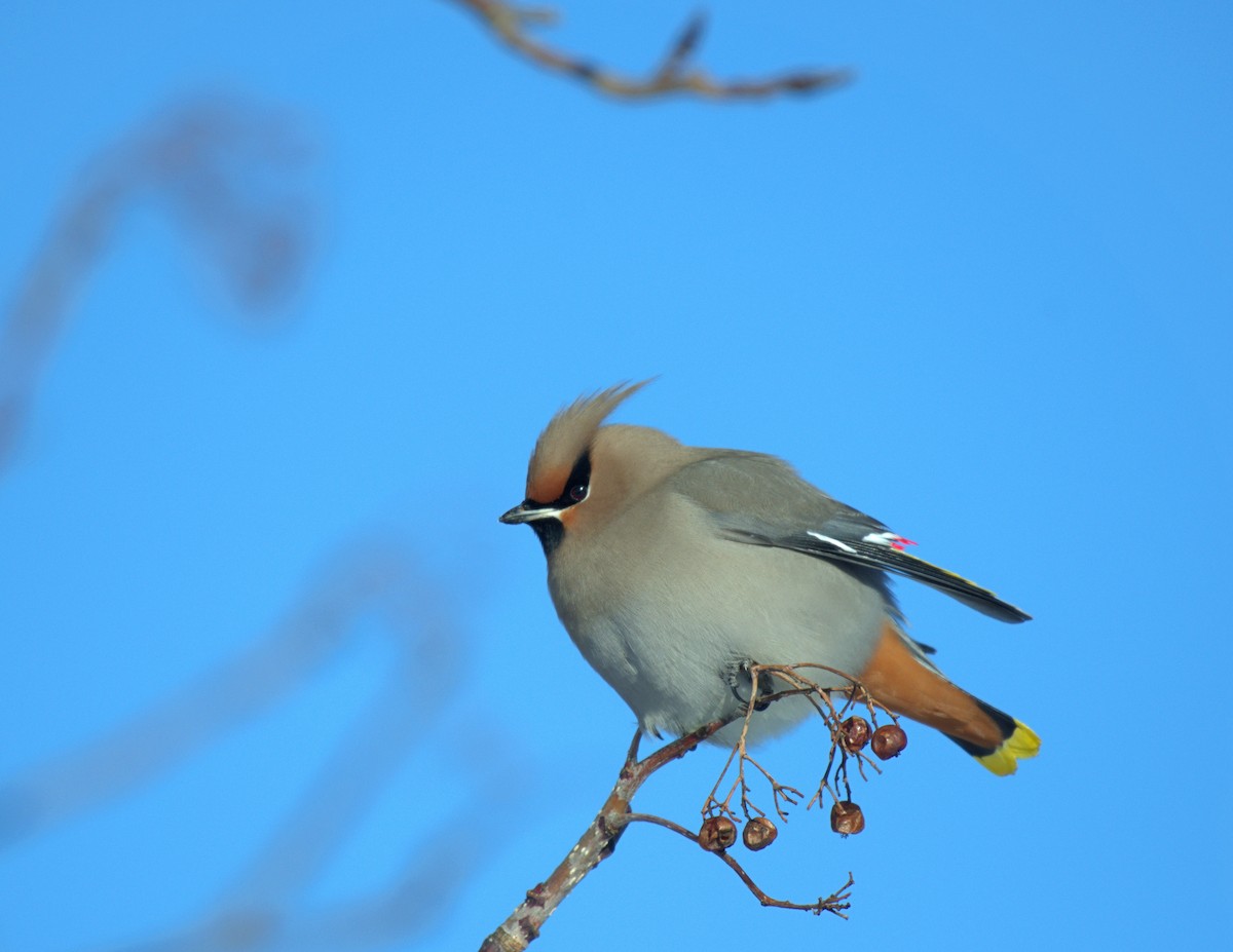 Bohemian Waxwing - ML615814100