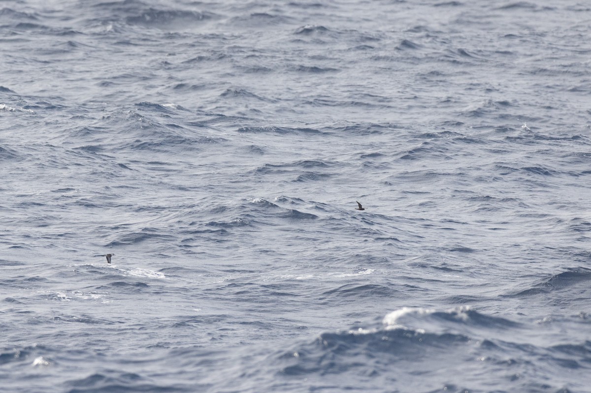 Bryan's Shearwater - ML615814104