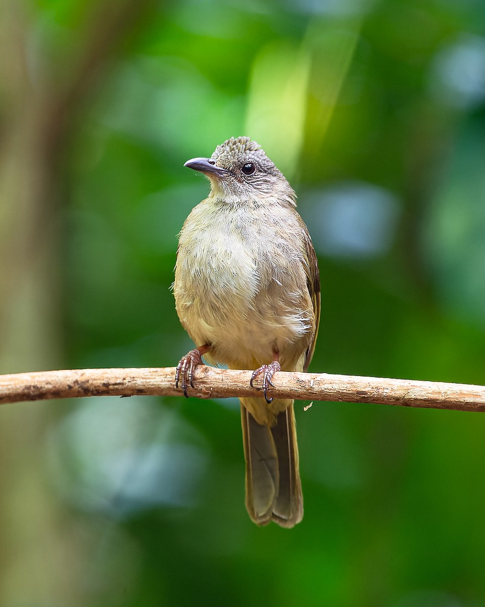 Ashy-fronted Bulbul - Boas Emmanuel