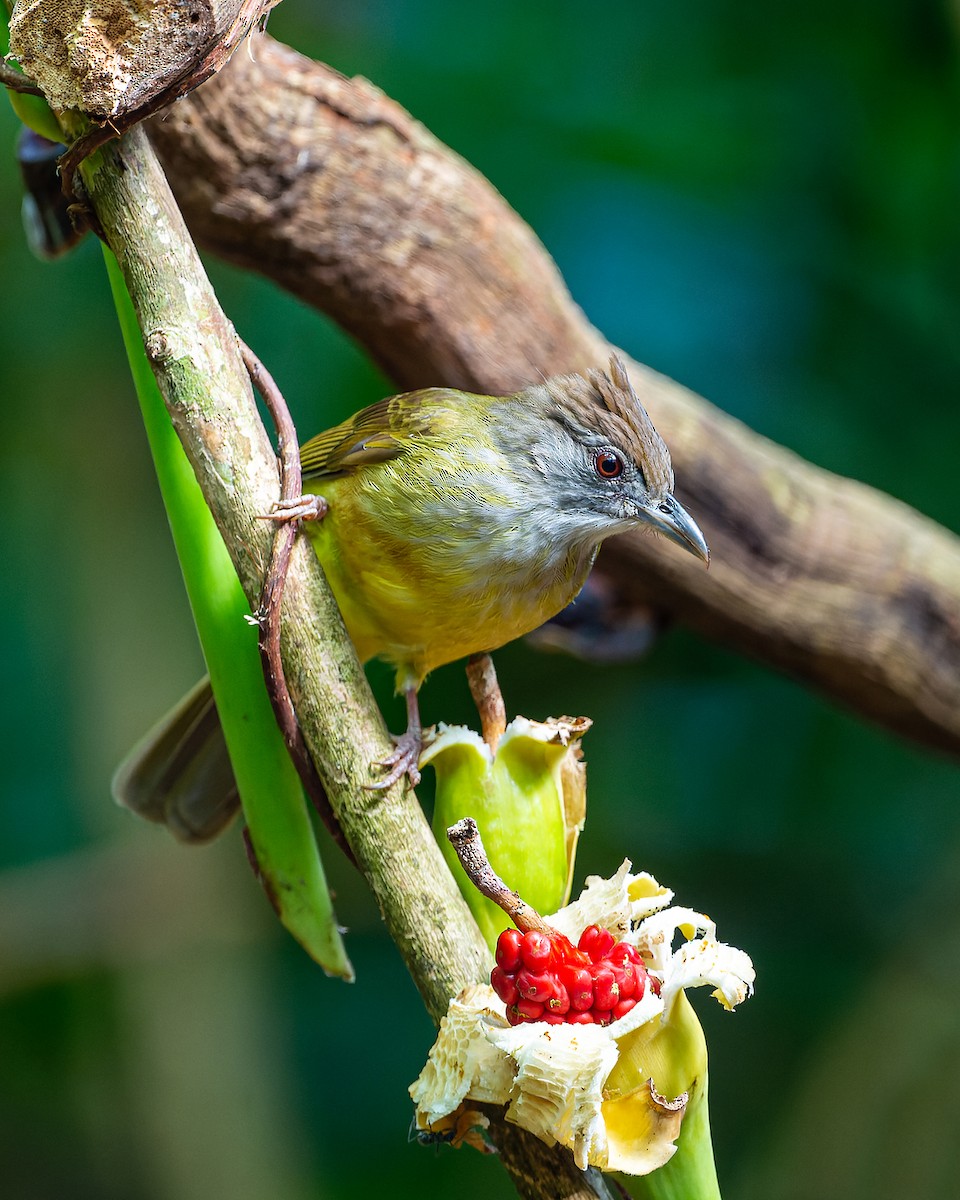 Gray-throated Bulbul - ML615814110