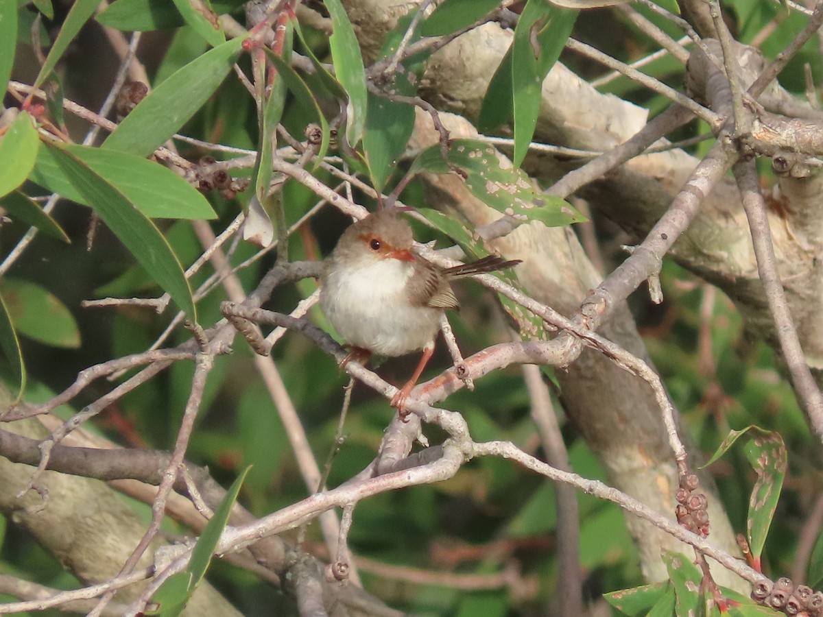 Superb Fairywren - ML615814119