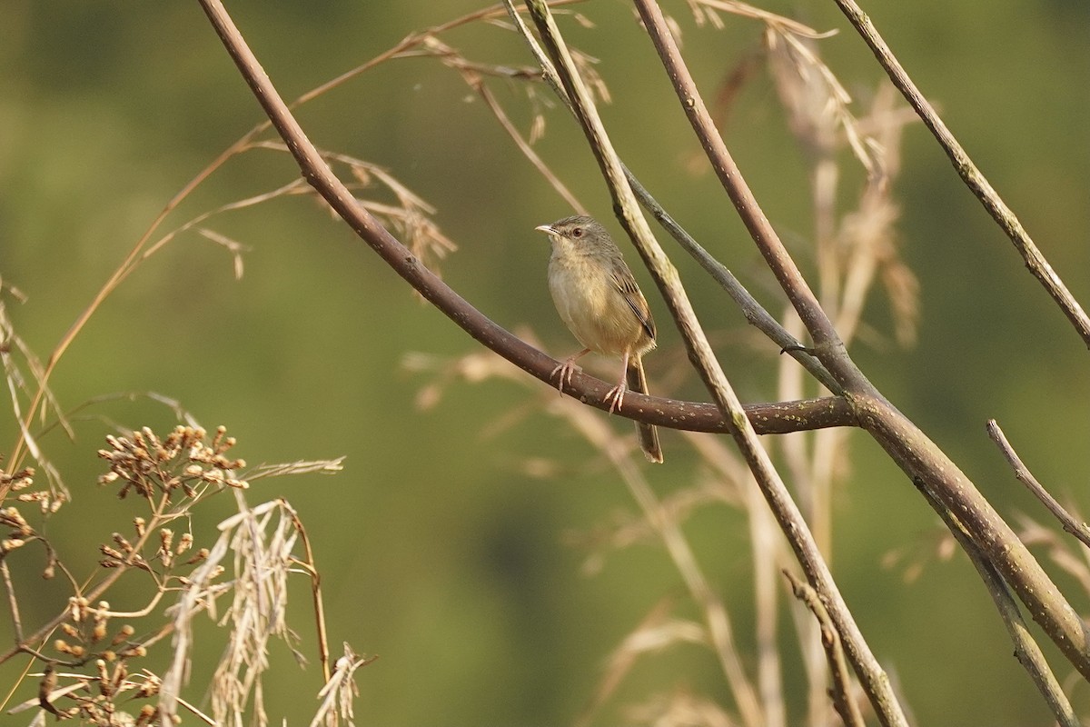 Prinia de Rock - ML615814121