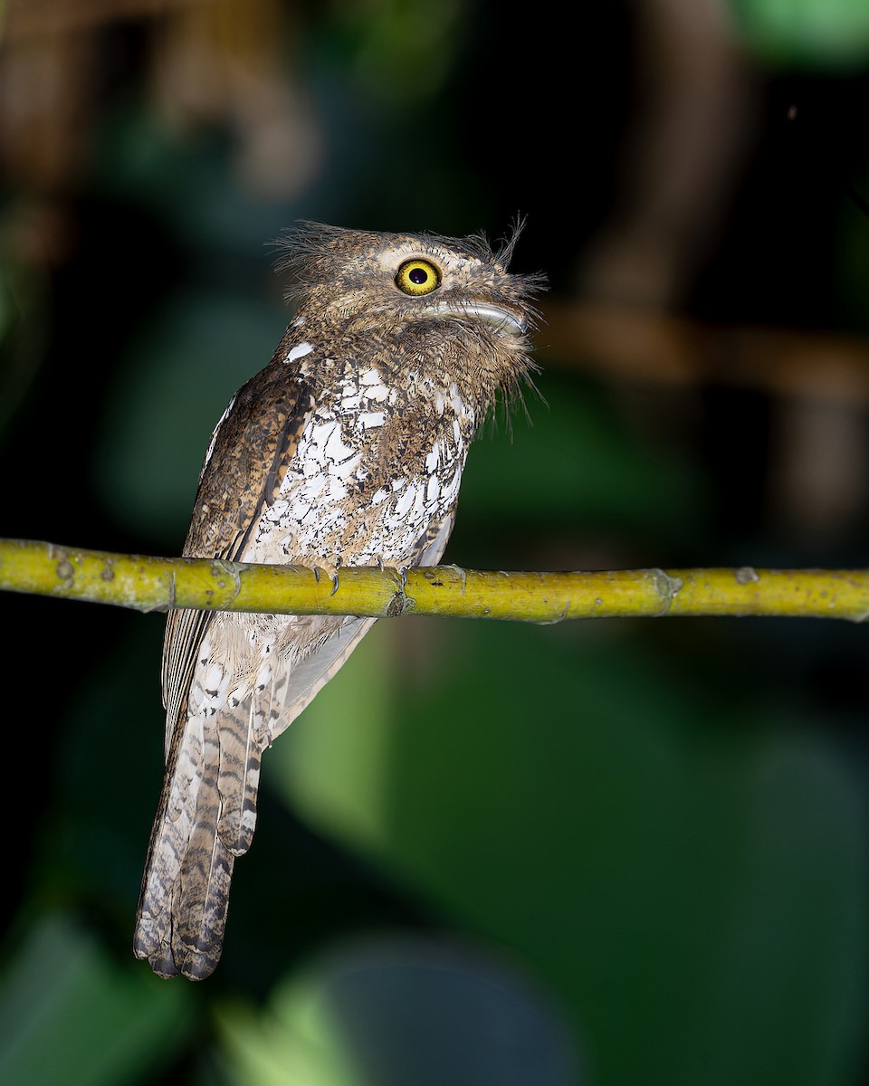 Palawan Frogmouth - ML615814136