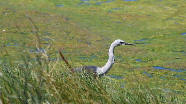 Pacific Heron - ML615814137