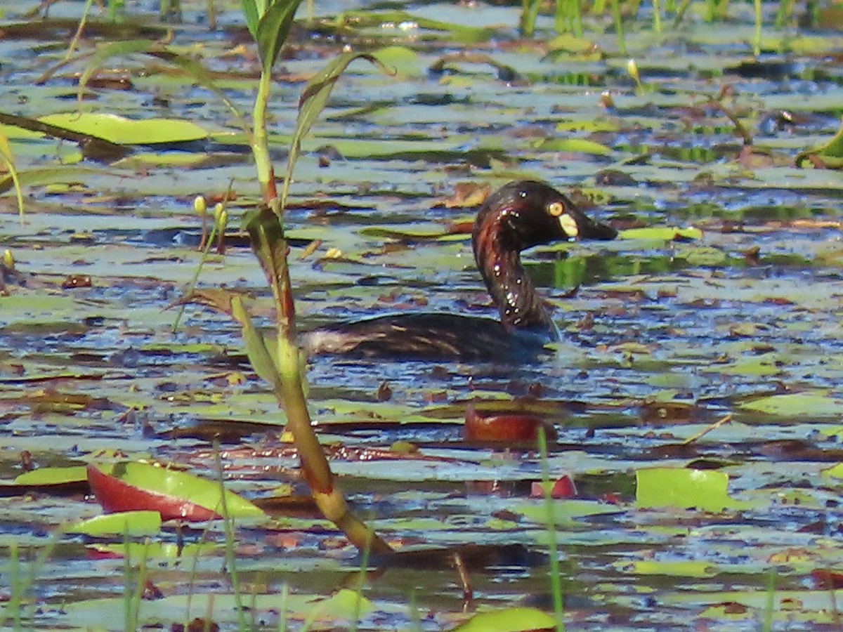 Australasian Grebe - ML615814144