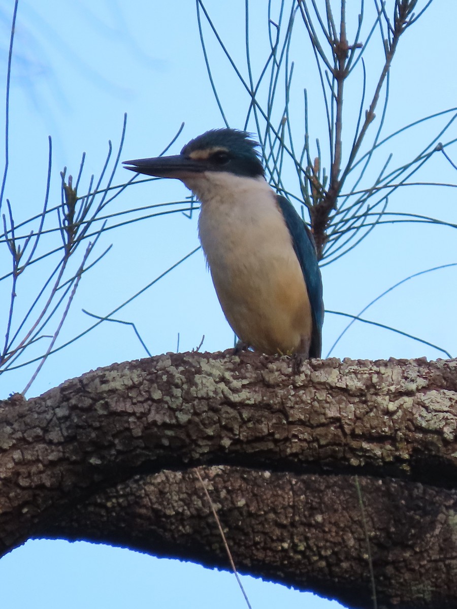 Sacred Kingfisher - ML615814147