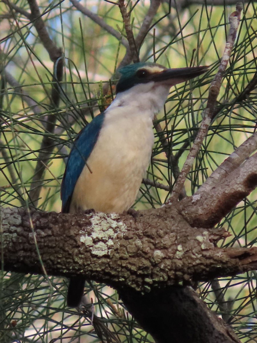 Sacred Kingfisher - ML615814148