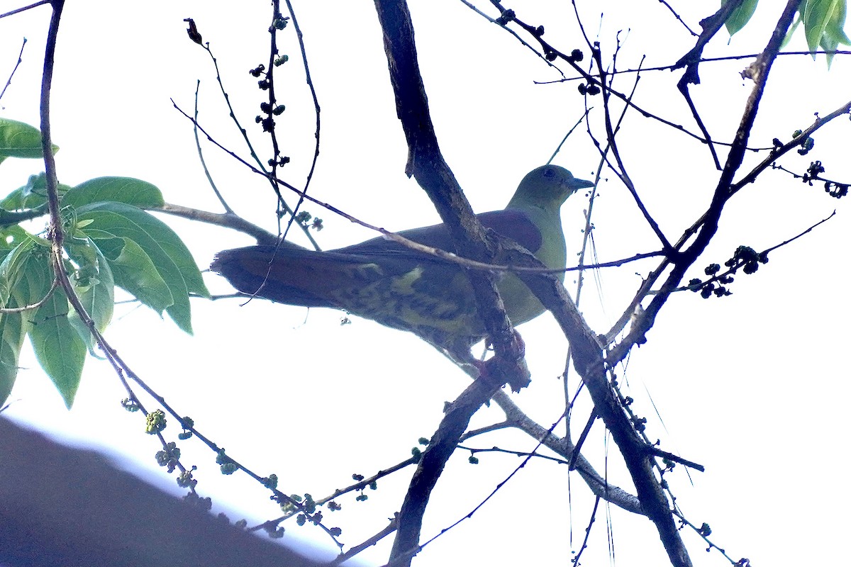 Wedge-tailed Green-Pigeon - ML615814166