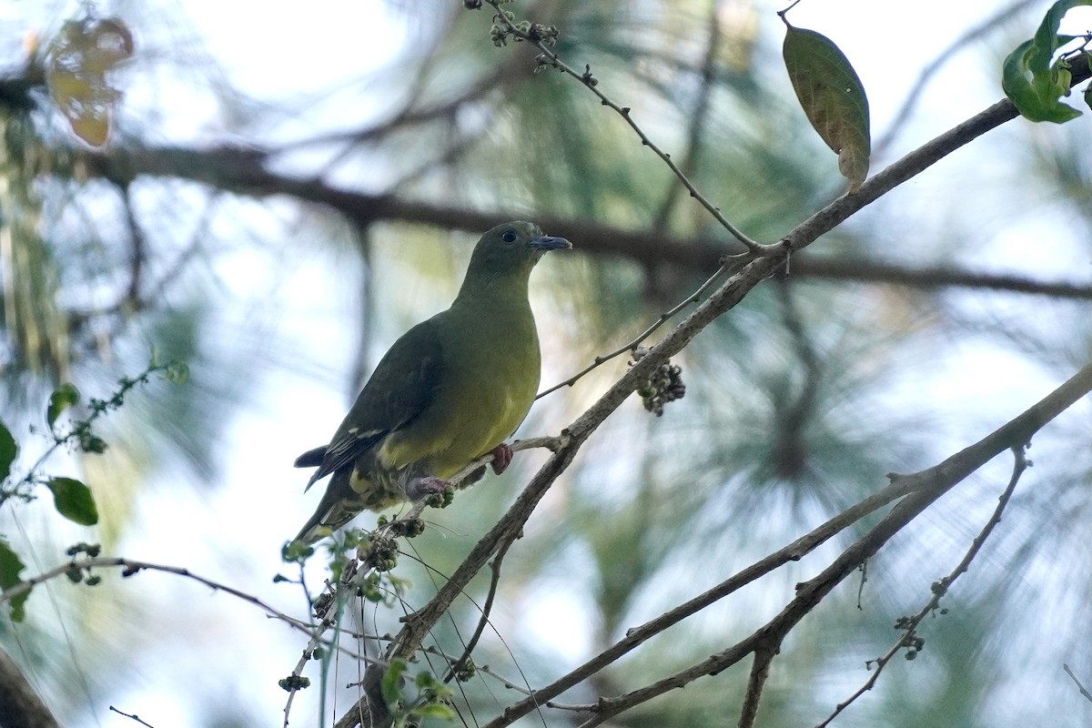 Wedge-tailed Green-Pigeon - ML615814167