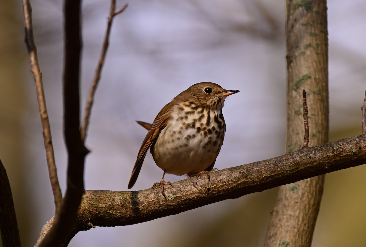 Hermit Thrush - ML615814179