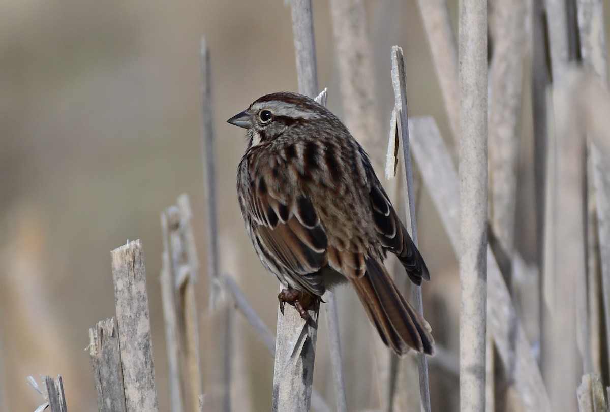 Song Sparrow - ML615814180